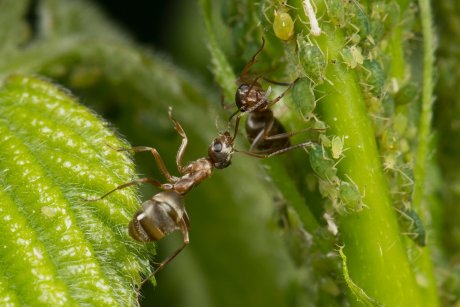 муравьи и тля взаимодействие средства от муравьев