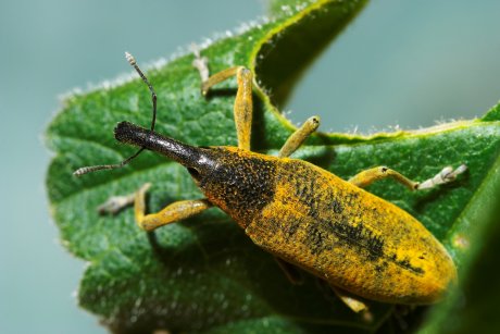 Чем опасен жук-долгоносик и как от него избавиться