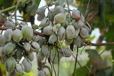Оидиум винограда: предупреждаем, распознаем, лечим | В саду (Огород.ru)