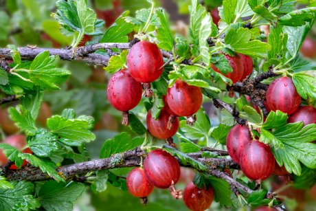Чем обработать ягодные кустарники ранней весной – защита от болезней ивредителей
