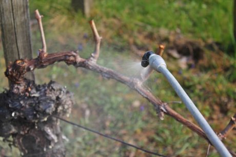Чем болеет виноград после зимы и как его вылечить