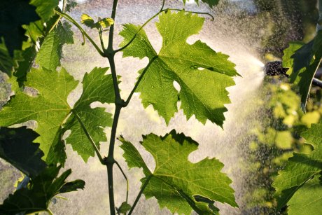 обработка винограда от вредителей