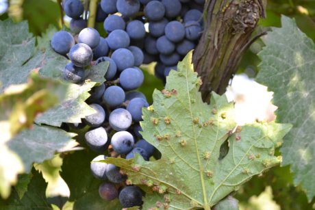 Самые опасные вредители винограда (описание и методы борьбы)