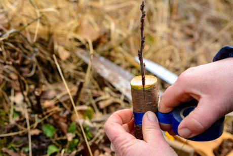 Прививка вишни – пошаговая инструкция для начинающего садовода
