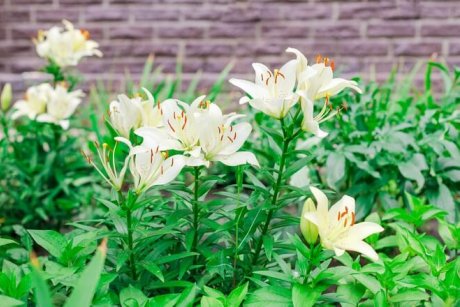 Мастер-класс: пересадка и размножение лилий в саду с фото – подробное пошаговое руководство