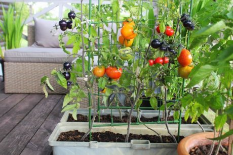 Выращивать помидоры на окне