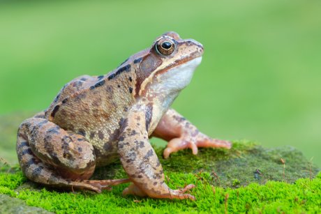 6 видов лягушек, которые живут на вашей даче | Полезно (Огород.ru)