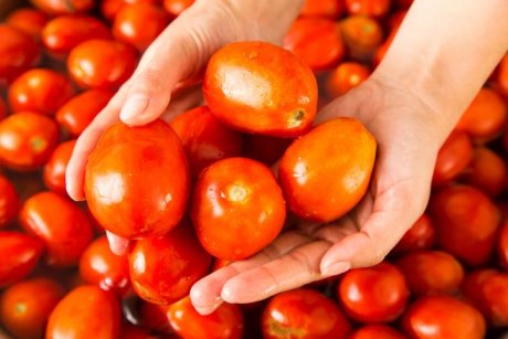 Частота подкормок зависит от фазы развития томатов.