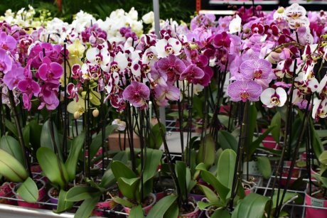 Основные принципы подкормки орхидей