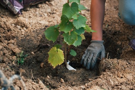 Как правильно посадить виноград весной: шаги, советы, рекомендации