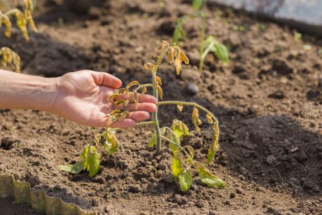 Растениям, пострадавшим от заморозков, может помочь восстановиться питательная подкормка. Внося удобрения в почву важно соблюдать пропорции. Минеральные растворы должны быть слабее, иначе вместо восстановления такая подкормка погубит замерзшие томаты.