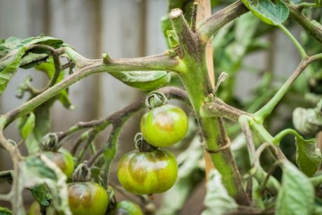 Как ускорить созревание помидор в теплице в холодную погоду?