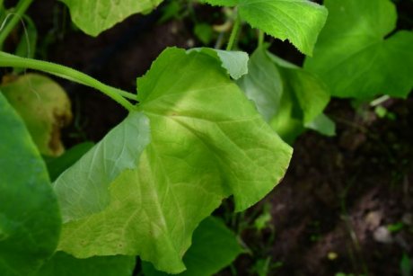 Почему вянут листья на огурцах: три главные причины