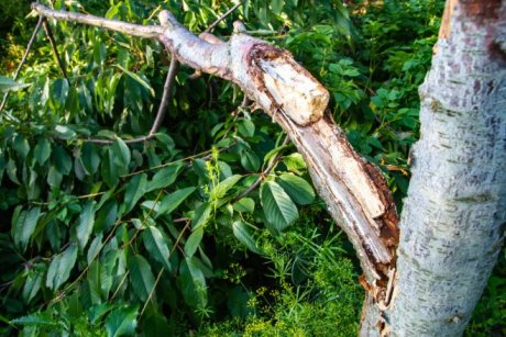 Трескается ствол вишни: почему и как вылечить дерево