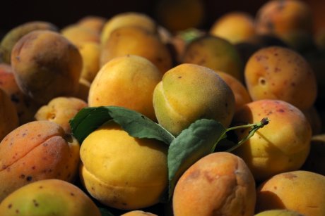 Пятна на абрикосах: причины появления, методы борьбы и вопрос безопасности их употребления