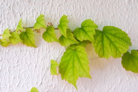 Девичий виноград на стене дома – красиво или опасно?