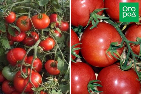 Сорта томатов, которые не надо пасынковать: 20 вариантов для ленивыхдачников