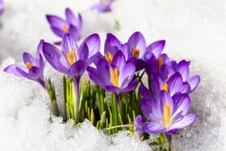 Какая будет весна – "ранняя" или "поздняя" и можно ли верить народным  приметам | Полезно (Огород.ru)