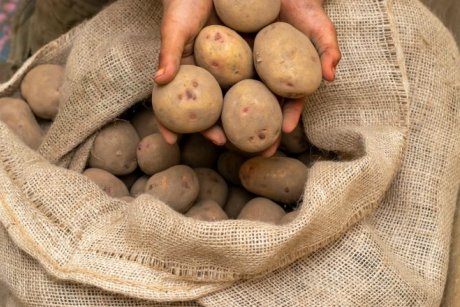 Особенности репродукции картофеля