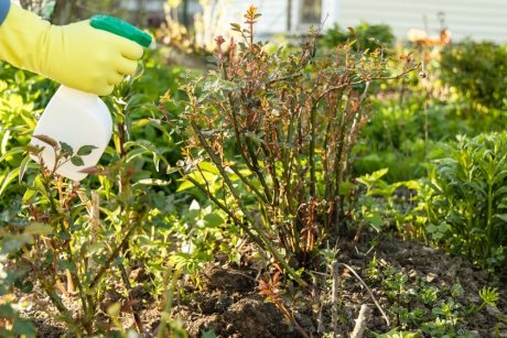 Борная кислота: применение в саду и огороде, полезные советы для цветника