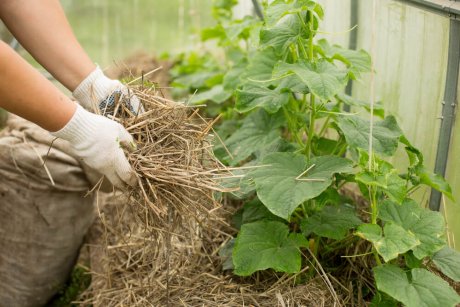 Как вырастить небывалый урожай огурцов – 9 проверенных советов | Статьи от лучших специалистов по садоводству и огородничеству