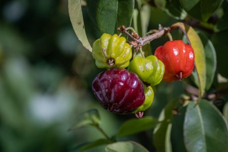Что такое суринамская вишня и как ее выращивать?