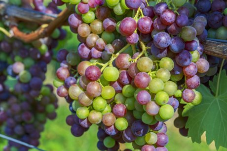 Почему виноград не вызревает до заморозков