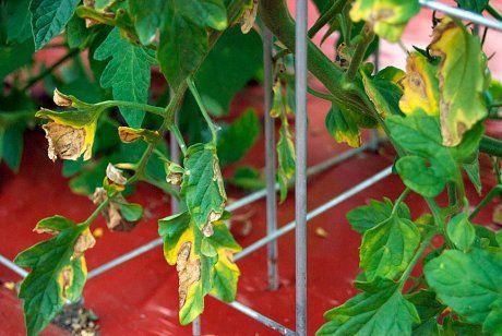 Почему желтеют листья у помидоров в теплице и открытом грунте