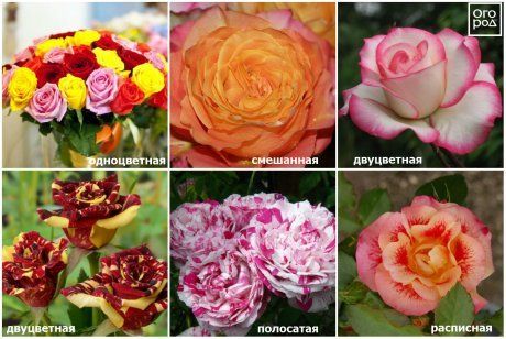 Описание роз: все о видах, формах и окраске цветков, листьев и плодов | В  цветнике (Огород.ru)