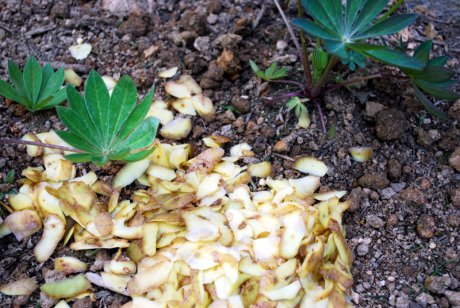 Картофельные очистки как удобрение для растений