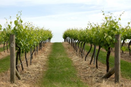 Что посадить рядом с виноградом: плохие и хорошие соседи, смородина, малина и мята