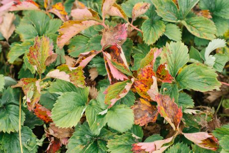 Почему желтеют и сохнут листья клубники Как справиться с проблемой осенью и летом
