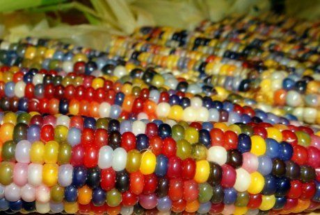 Необычная цветная кукуруза – можно ли ее есть и что это за сорт?