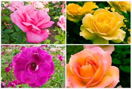 Дачные розы фото дачников и описание, виды, выращивание из семян, посадка в открытый грунт и уход за растениями, лечебные свойства (85+ фото и видео) + отзывы