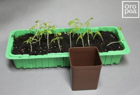 Выращивание рассады томатов без пикировки в домашних условиях