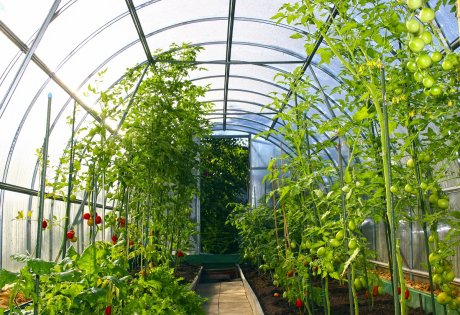 Growing vegetables in greenhouses made of transparent polycarbonate