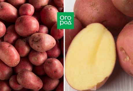 10 самых лежких сортов картофеля