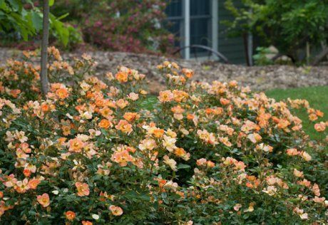 Роскошные кустовые розы: изысканный сад с королевским ландшафтом