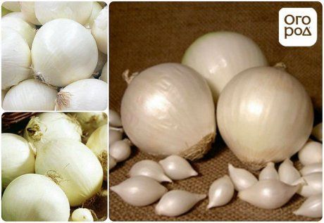 5 популярных сортов белого лука