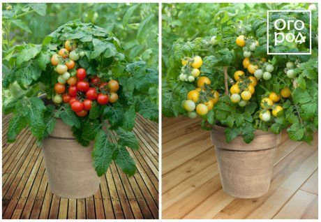 Агрофирма ПОИСК представила свои самые вкусные скороспелые томаты