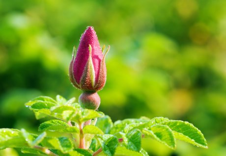 Почему плетистая роза не цветет и теряет листву: причины и способы решения проблемы