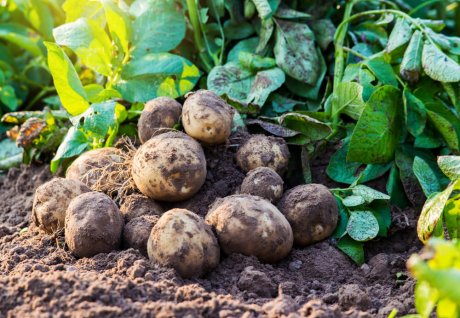 Почему картошка чернеет после варки и остывания: причины и способы предотвращения