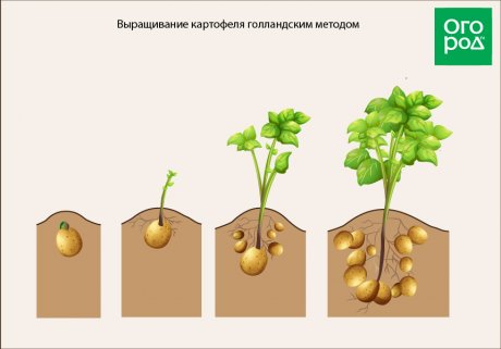 Выращивание картофеля: как растет картошка