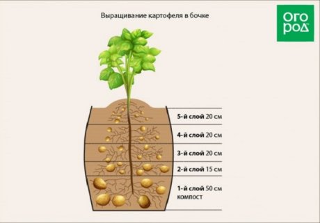Полезные советы по посадке и выращиванию картофеля под соломой