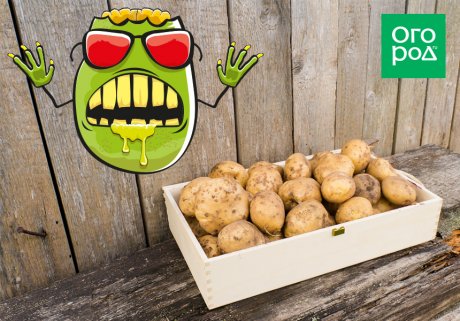Проросший, треснувший, зеленый – какой картофель опасен для здоровья