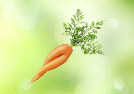 морковь корявая