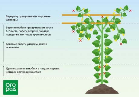 Расстояние между рядами и между растениями