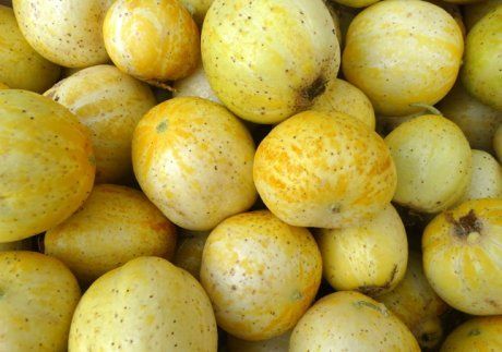огурец-лимон много плодов фото