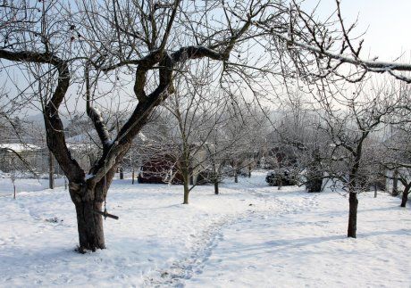 Нужно ли утаптывать снег вокруг деревьев – аргументы за и против