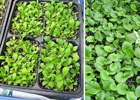 Выращивание примулы из семян: рекомендации селекционера | Личный опыт  (Огород.ru)